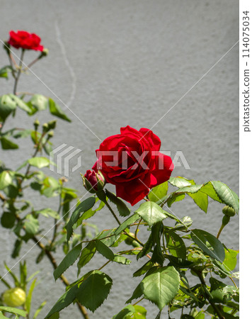 花園裡盛開的紅玫瑰花 花園裡盛開的紅玫瑰花 114075034