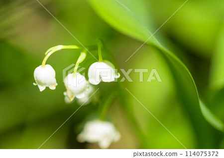 高原上瀰漫著芳香的鈴蘭花的微距攝影（阿蘇市鈴蘭自然公園） 阿蘇市南野 114075372