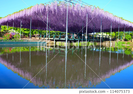 足利市足利花卉公園翁長紫藤 114075373