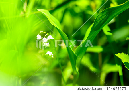 Macro photography of lily of the valley flowers, with their sweet fragrance, covering the plateau (Aso City Lily of the Valley Natural Park) Namino, Aso City Macro photography of lily of the valley flowers, with their sweet fragrance, covering the plateau (Aso City Lily of the Valley Natural Park) Namino, Aso City 114075375