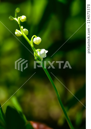 Macro photography of lily of the valley flowers, with their sweet fragrance, covering the plateau (Aso City Lily of the Valley Natural Park) Namino, Aso City 114075378