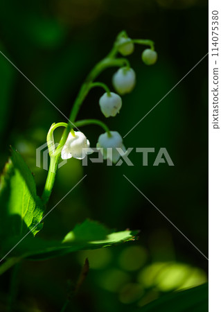 高原上瀰漫著芳香的鈴蘭花的微距攝影（阿蘇市鈴蘭自然公園） 阿蘇市南野 114075380