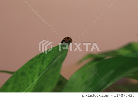 Ladybug and houseplant 114075425