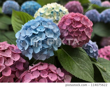 hydrangea   114075622