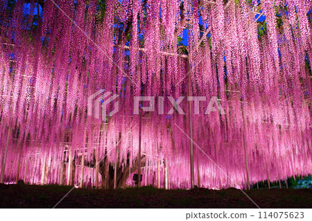 Ashikaga City Ashikaga Flower Park Ofuji's light up 114075623