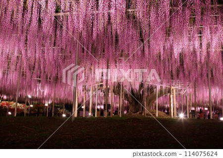 Ashikaga City Ashikaga Flower Park Ofuji's light up 114075624