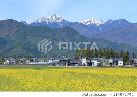 安曇野油菜花在春天綻放 114075745