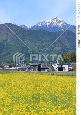 安曇野油菜花在春天綻放 安曇野油菜花在春天綻放 114075747