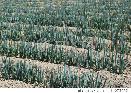 Green onion field Shonai, Yamagata Prefecture Green onion field Shonai, Yamagata Prefecture 114075992