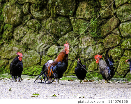 Stone wall and chicken 1 114076166