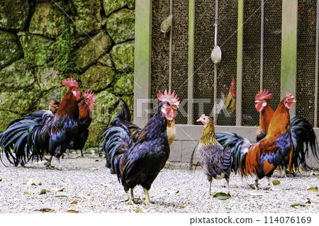 Birds of Isonokami Shrine 2 114076169