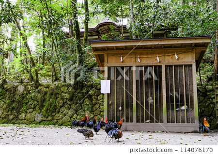 出雲武雄神社參拜殿和雞 出雲武雄神社參拜殿和雞 114076170