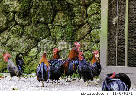 Birds of Isonokami Shrine 3 Birds of Isonokami Shrine 3 114076171