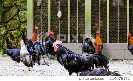 Birds of Isonokami Shrine 4 114076172