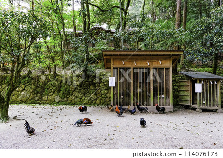 石神神社境內的雞 石神神社境內的雞 114076173