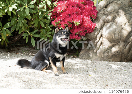 Azalea and Kotaro the Black Shiba Inu 114076426