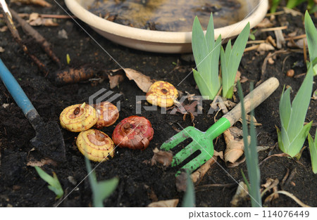 Still life with bulbs of gladiolus flowers in greenhouse, gardening and farming concept, vintage botanical background with spring plants 114076449
