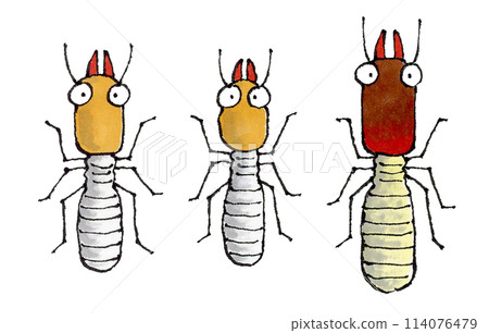 3種白蟻（大白蟻、日本白蟻、關西白蟻） 114076479