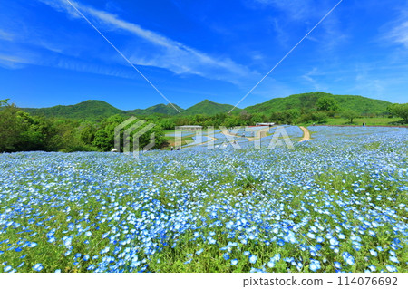 [Kagawa Prefecture] Nemophila flowers at the National Sanuki Manno Park on a clear day (Flower Tour Hill) 114076692