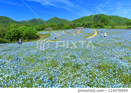 [Kagawa Prefecture] Nemophila flowers at the National Sanuki Manno Park on a clear day (Flower Tour Hill) 114076694