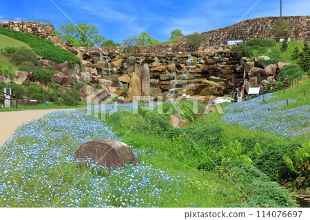 [Kagawa Prefecture] Nemophila flowers in the National Sanuki Manno Park on a clear day (Seiryu Valley and Shoryu Falls) 114076697