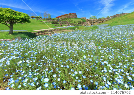 [Kagawa Prefecture] Nemophila flowers in the National Sanuki Manno Park on a clear day (Seiryu Valley and Shoryu Falls) 114076702