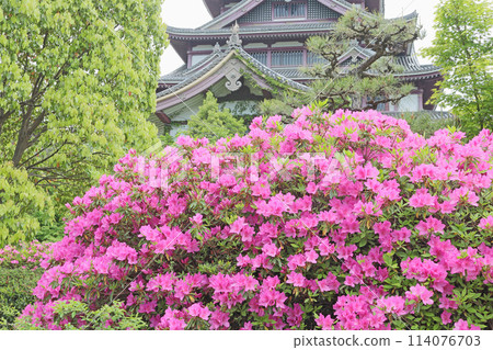 京都伏見桃山城的杜鵑花 114076703