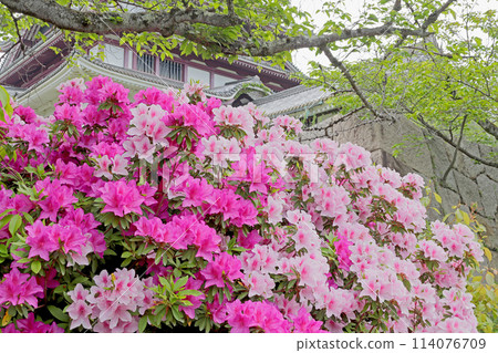 京都伏見桃山城的杜鵑花 京都伏見桃山城的杜鵑花 114076709