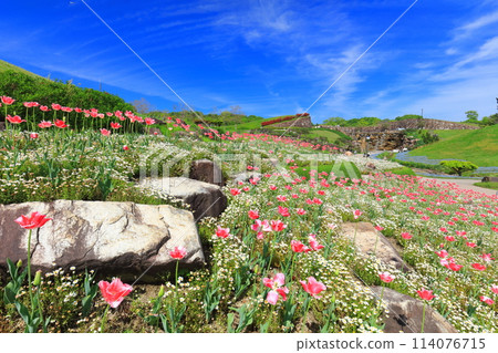 [Kagawa Prefecture] Tulips in the National Sanuki Manno Park on a sunny day (Fuuka Garden) 114076715
