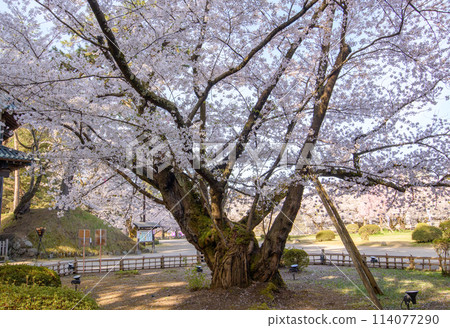Hirosaki Castle's longest-lived Somei Yoshino cherry tree in full bloom on a morning Natural Monument Aomori Prefecture 114077290