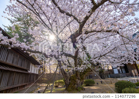 青森縣天然紀念物、最長壽弘前城、染井吉野 114077296