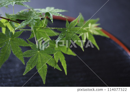 Japanese style image of green maple leaves background material 114077322