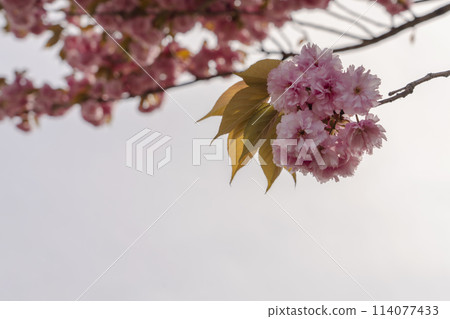 雙櫻花 雙櫻花 114077433