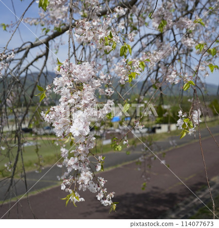 Sadamitsu Sakura Sadamitsu Sakura 114077673
