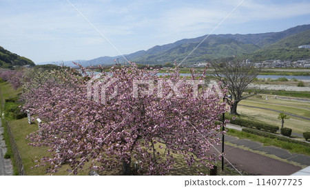 Sadamitsu Sakura 114077725