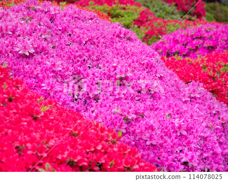 A flowering azaleas flower 114078025