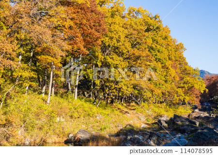 秋天的埼玉縣長瀞縣、荒川縣、蓬萊島的紅葉最佳時期 114078595