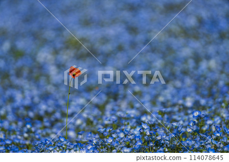 日立海濱公園觀景山的睡蓮盛開 日立海濱公園觀景山的睡蓮盛開 114078645