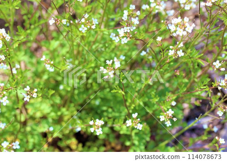 Fresh green landscape Fresh green landscape 114078673