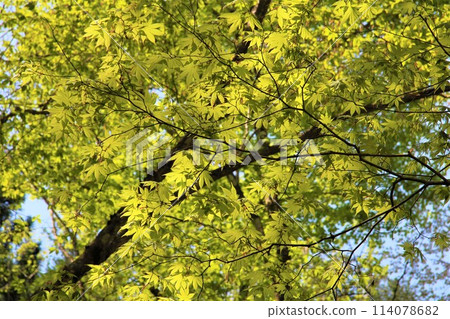 新鮮的綠色景觀 114078682