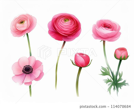 Ranunculus 114078684