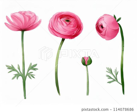 Ranunculus 114078686