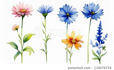 藍色的花 114078729