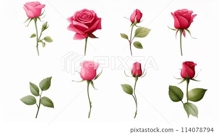 A red rose 114078794