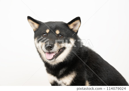 Bust-up of smiling black Shiba Inu Kotaro Bust-up of smiling black Shiba Inu Kotaro 114079024