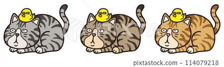 Chick and tabby cat Chick and tabby cat 114079218