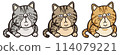 Well behaved tabby cat 114079221