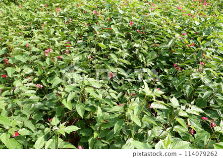 beautiful natural green panorama as a background 114079262