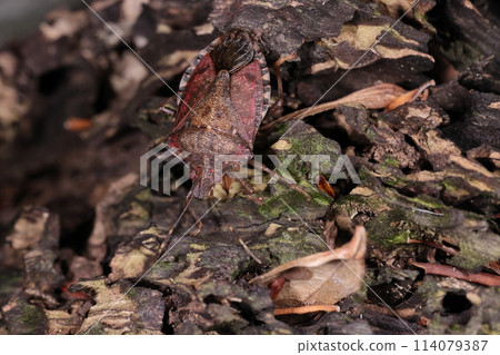 Living creatures, insects, brown-lipped stink bugs, solid brown coloring. The black pattern on the symphysis (edge of the abdomen) is distinctive. Living creatures, insects, brown-lipped stink bugs, solid brown coloring. The black pattern on the symphysis (edge of the abdomen) is distinctive. 114079387