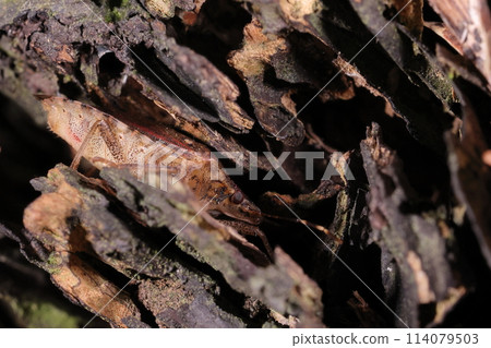 Living creatures, insects, brown-lipped stink bugs, 11-14 mm long. A fine body, but thin. 114079503